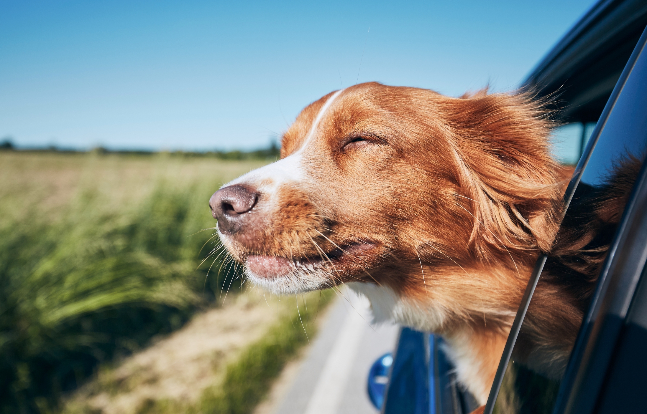 auto loan promo dog